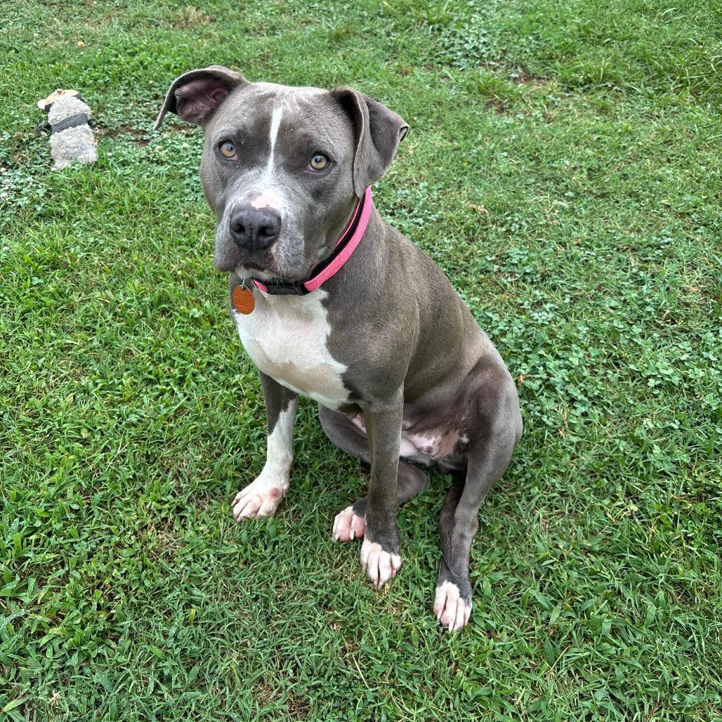 Enlarge Ophelia, a Adoptable Pit Bull Terrier in Roxboro, NC image 5/6