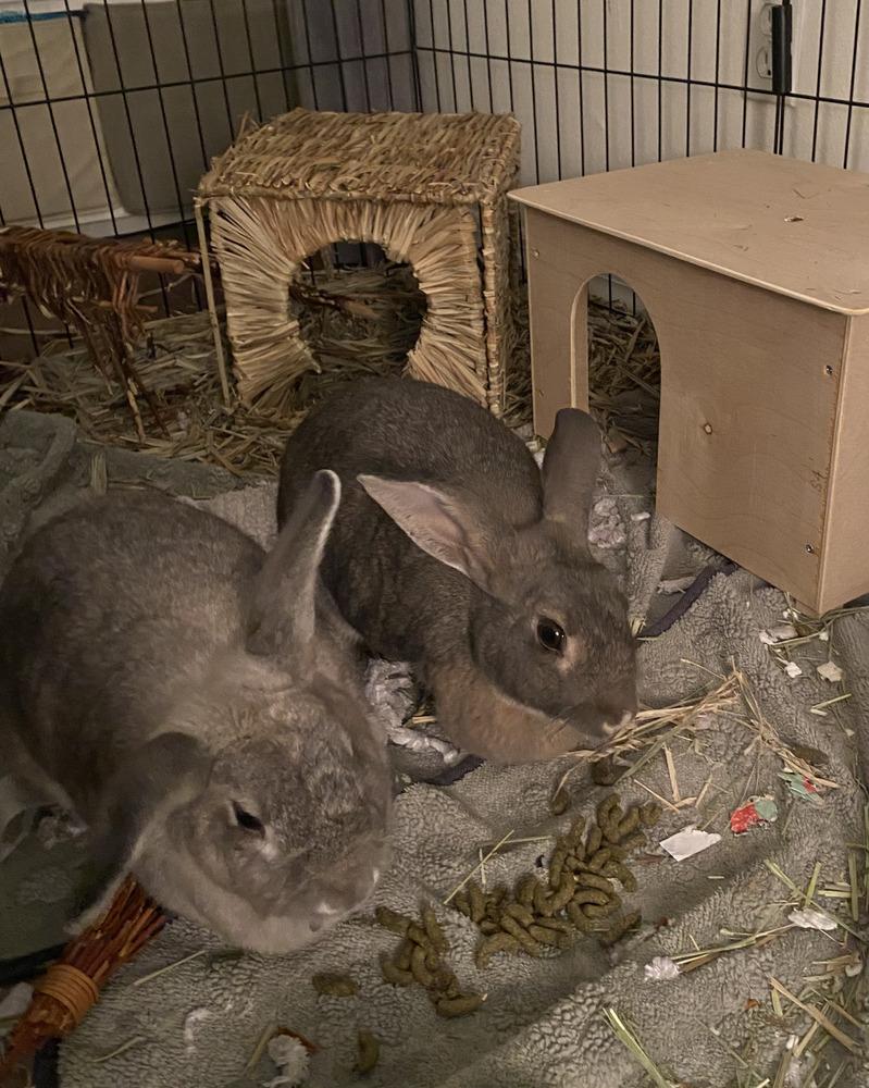 Enlarge Thumper and Snow, a Adoptable Bunny Rabbit in Naples, FL image 1/5