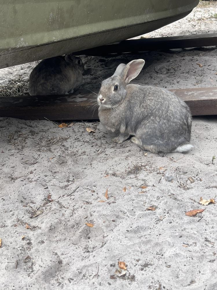 Thumper and Snow, Adoptable, Adult Female Bunny Rabbit.