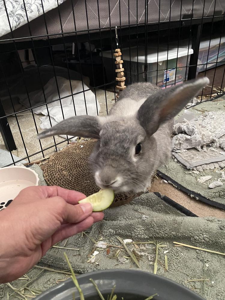 Enlarge Thumper and Snow, a Adoptable Bunny Rabbit in Naples, FL image 3/5