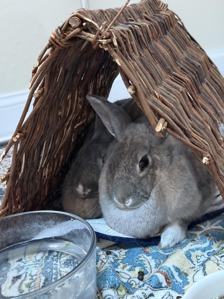 Enlarge Thumper and Snow, a Adoptable Bunny Rabbit in Naples, FL image 2/2
