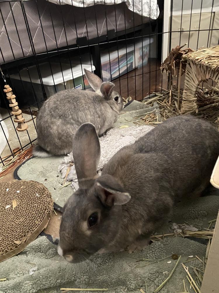 Enlarge Thumper and Snow, a Adoptable Bunny Rabbit in Naples, FL image 5/5