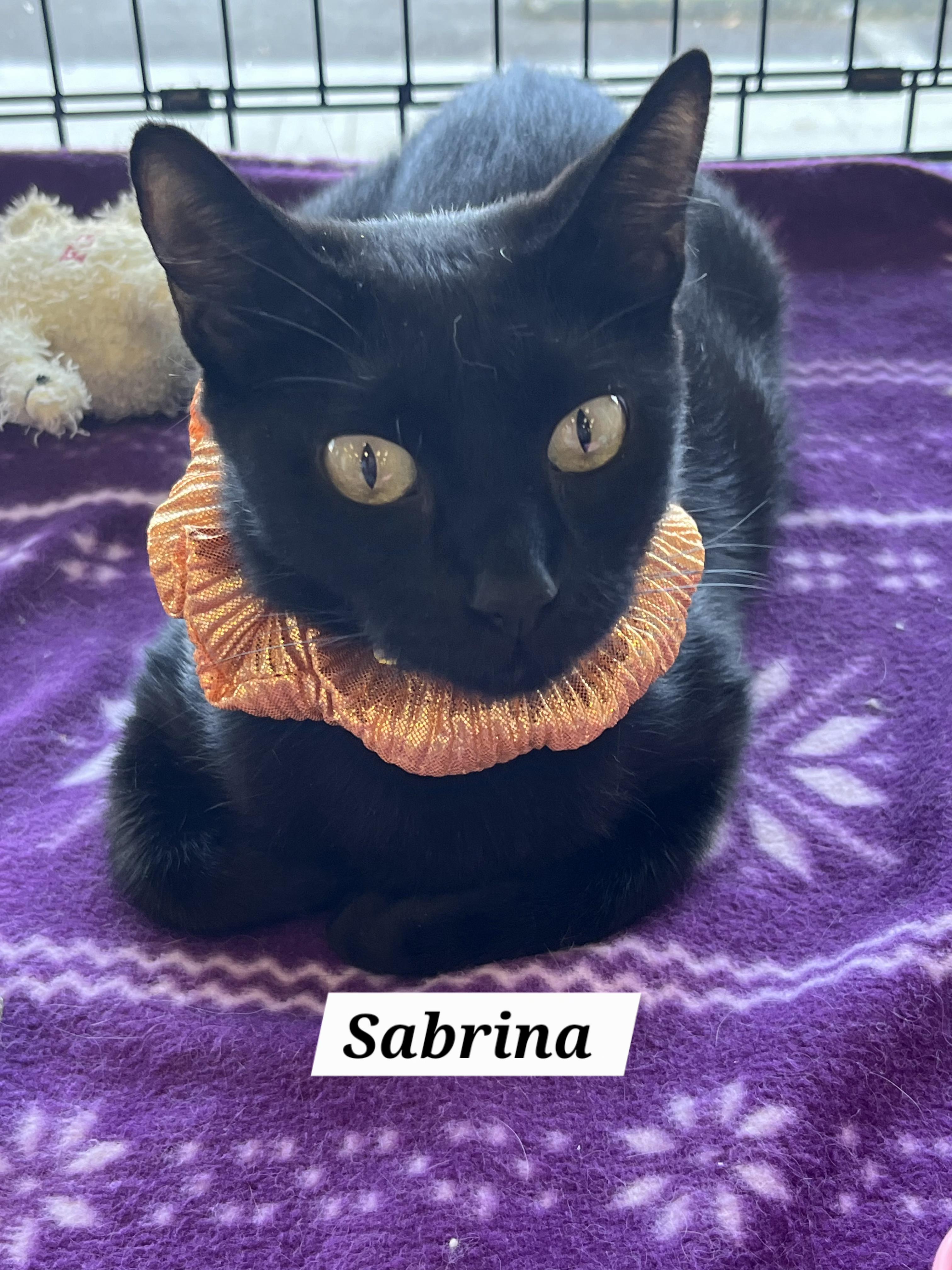 Enlarge Sabrina , a other mixed breed in Redondo Beach, CA image 1/1