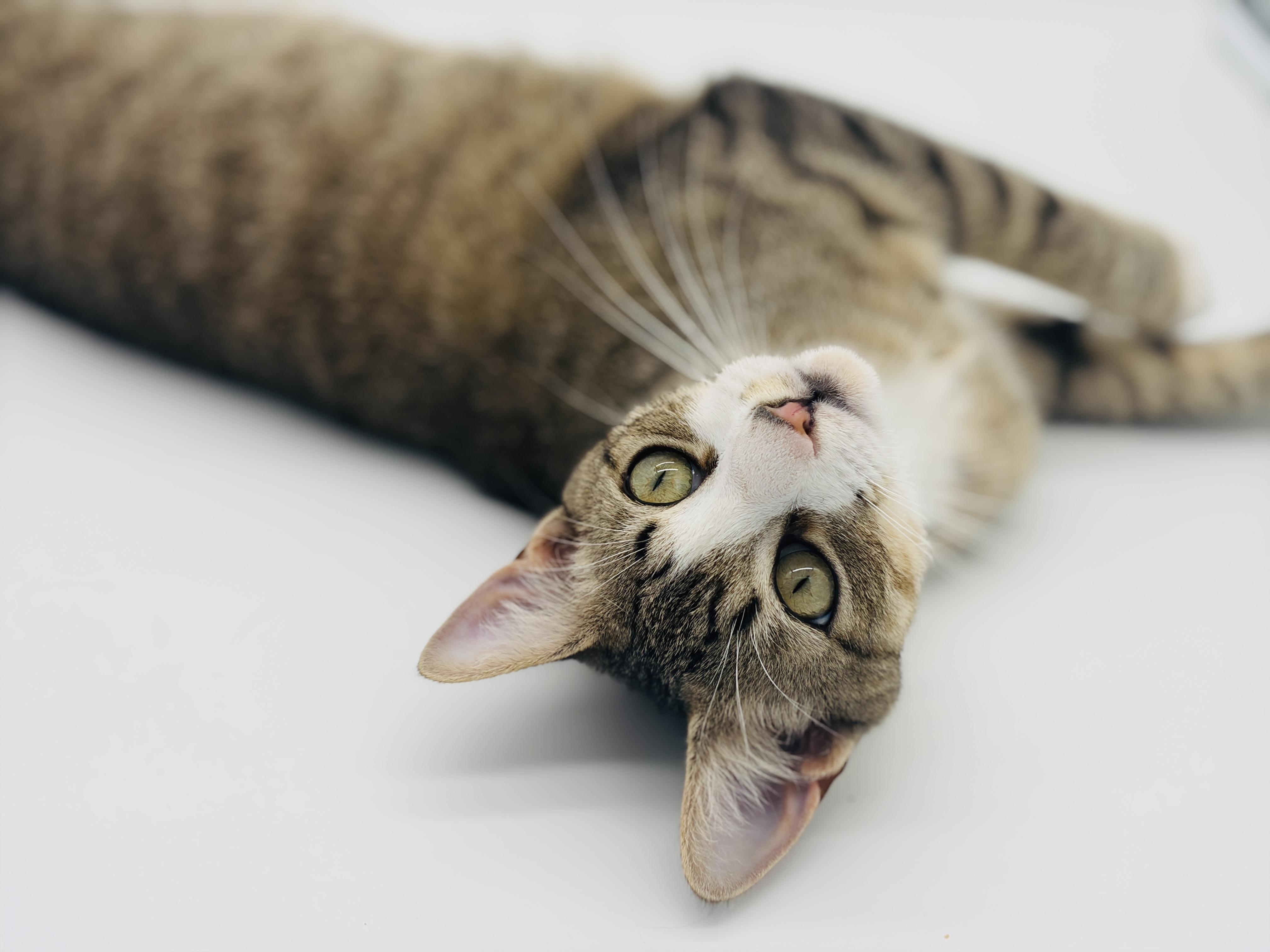Enlarge Ponder, a Adoptable Domestic Short Hair in Keene, NH image 3/5