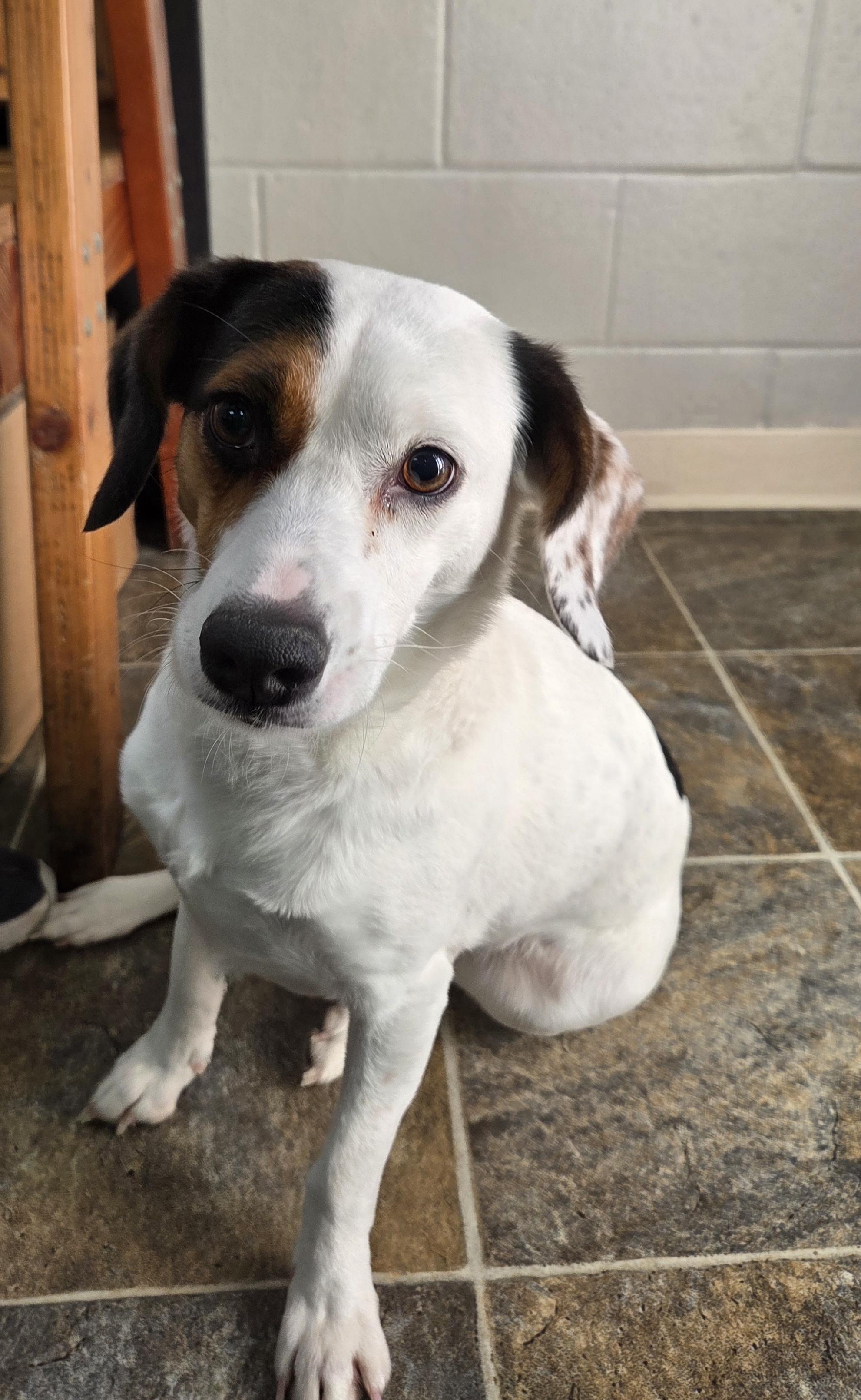 Enlarge Sunny, an adopted mixed breed in Parsons, KS image 1/1