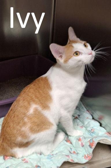 Ivy (Male), Adoptable, Adult Male Tabby & Domestic Short Hair.