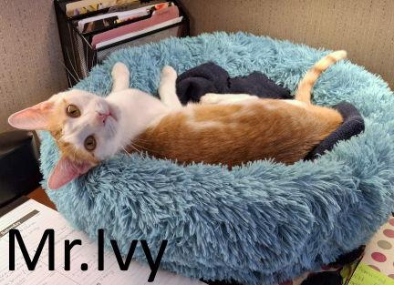Enlarge Mr. Ivy, a Adoptable Domestic Short Hair in Mountain View, AR image 2/3