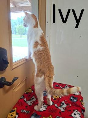 Mr. Ivy — thumbnail 3