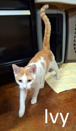 Ivy (Male), a Adoptable mixed breed in Mountain View, AR image 3/3