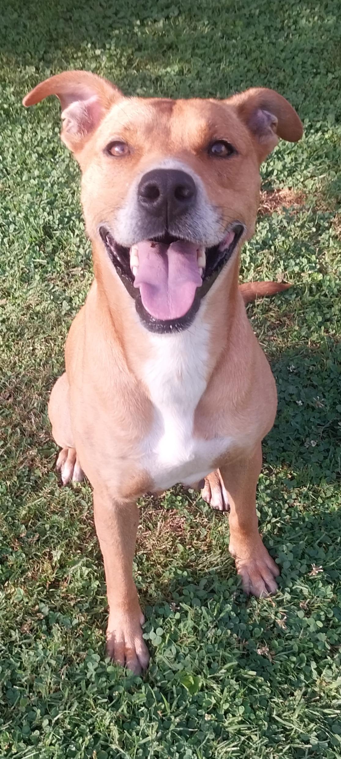 LELO, a Adoptable mixed breed in Louisville, OH image 2/5