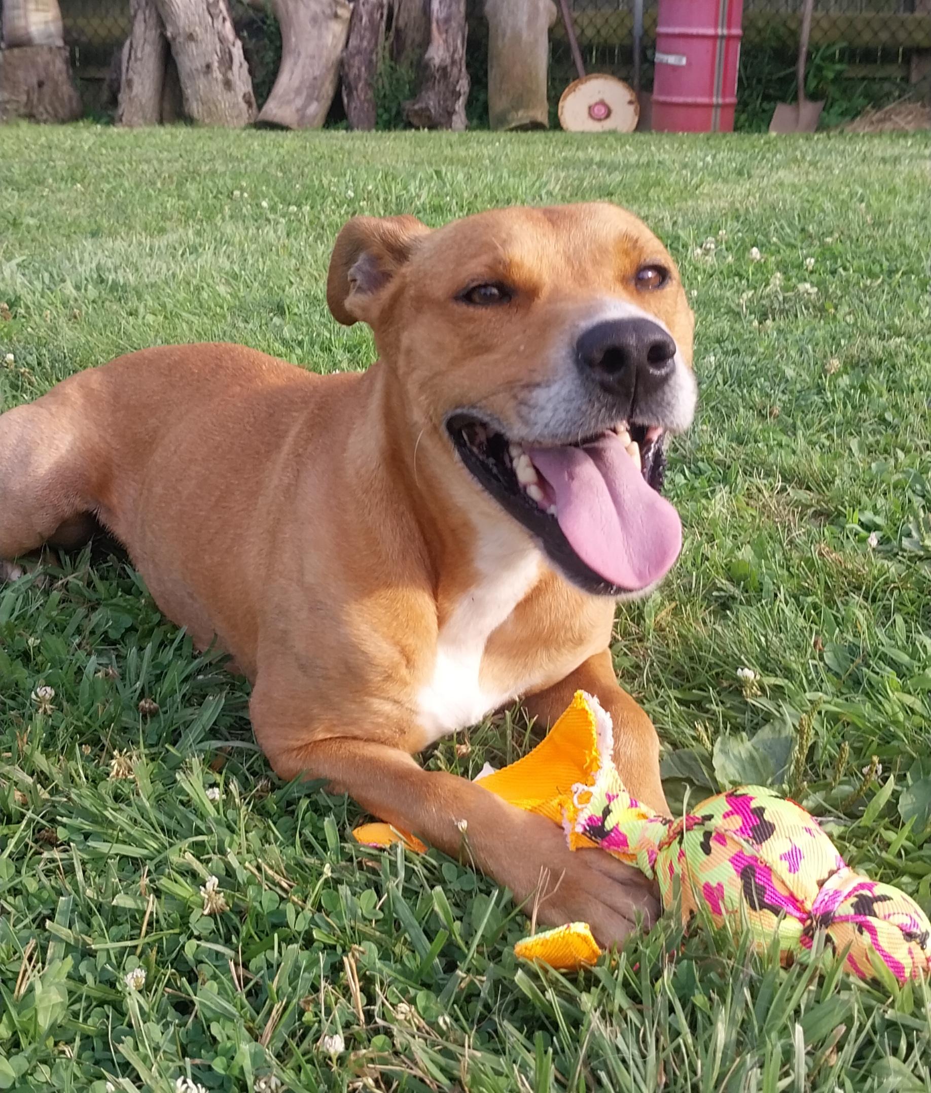 LELO, Adoptable, Adult Female Boxer & Pit Bull Terrier.