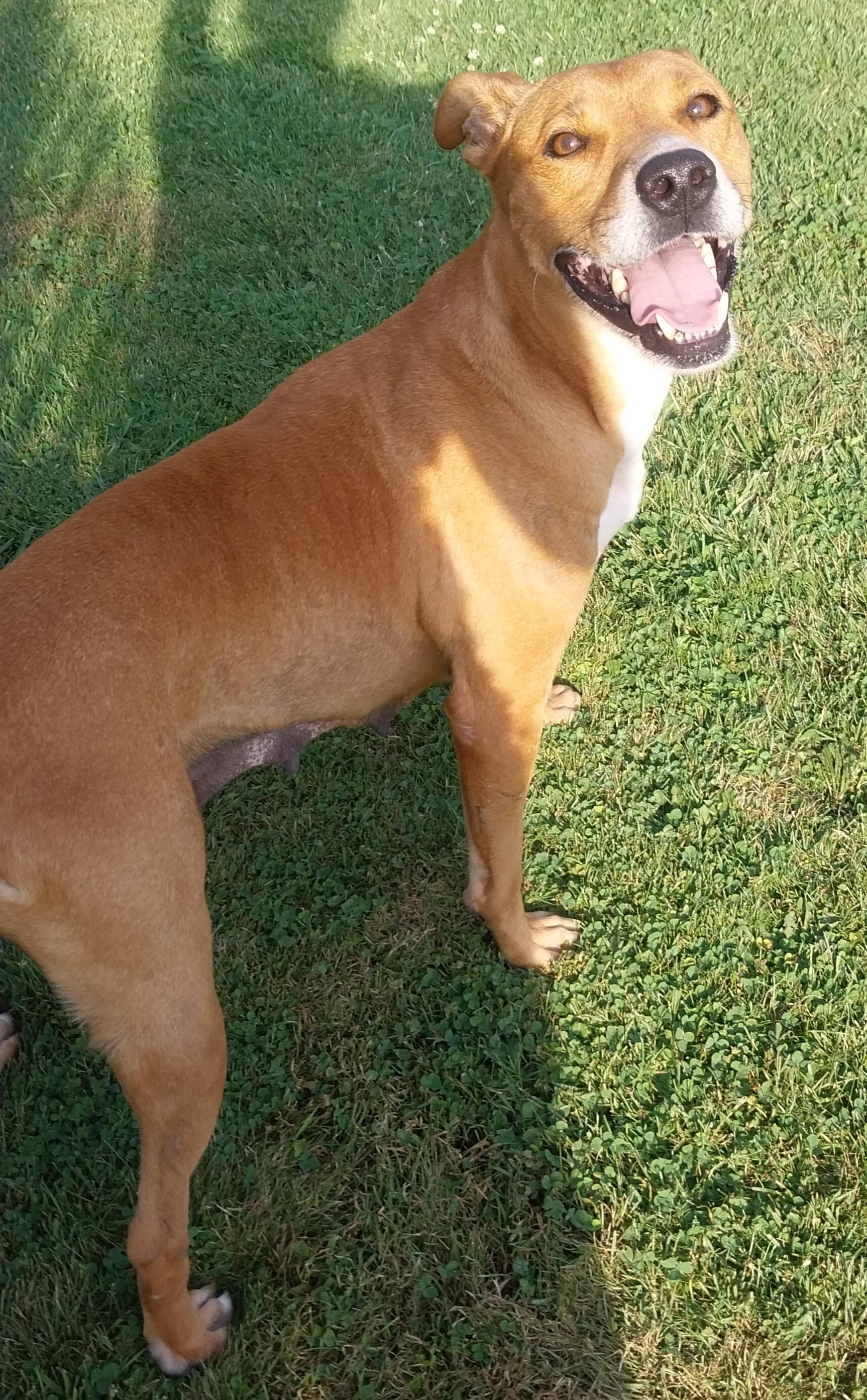 LELO, a Adoptable mixed breed in Louisville, OH image 4/5