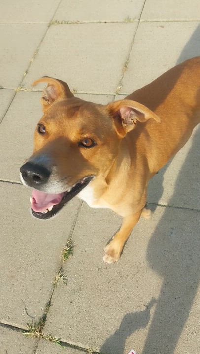 Enlarge LELO, a Adoptable mixed breed in Louisville, OH video 5/5