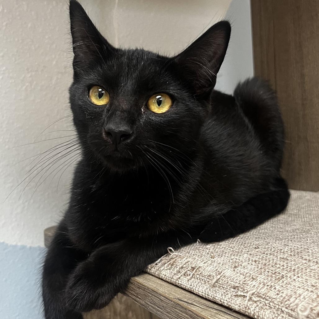 Zero, Adoptable, Young Male Domestic Short Hair.