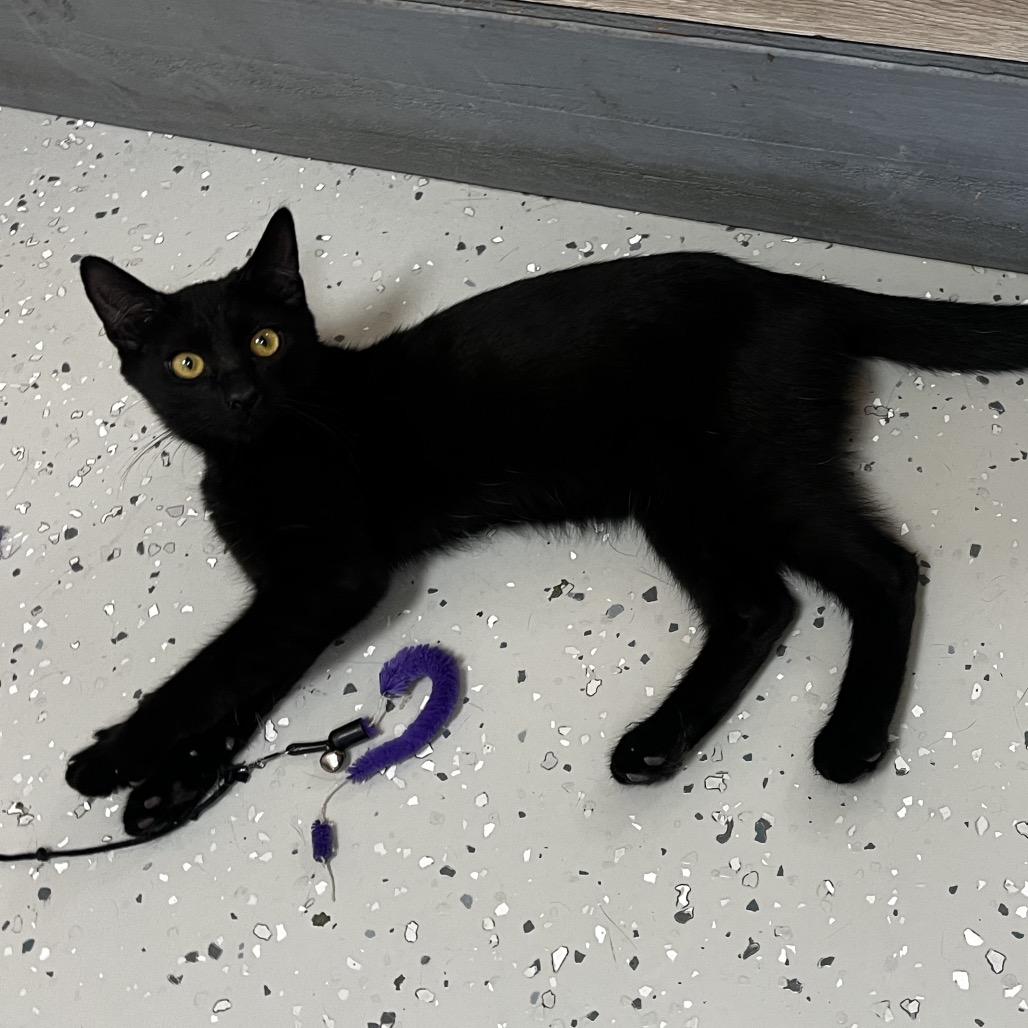 Enlarge Zero, a Adoptable Domestic Short Hair in Yucca Valley, CA image 2/4