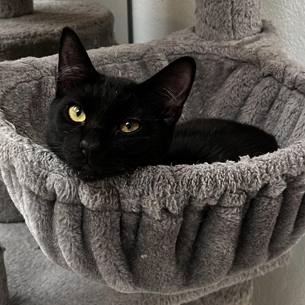 Enlarge Zero, a Adoptable Domestic Short Hair in Yucca Valley, CA image 3/4