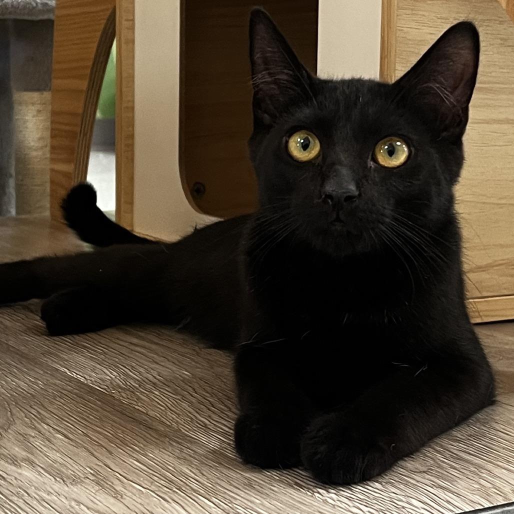 Enlarge Zero, a Adoptable Domestic Short Hair in Yucca Valley, CA image 4/4