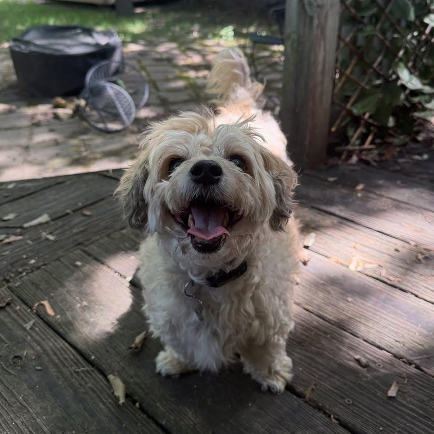 Millen, Adoptable, Senior Male Mixed Breed.