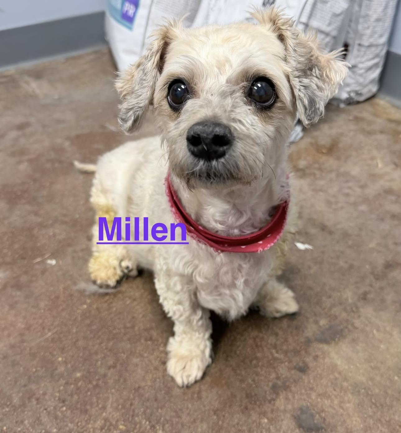 Enlarge Millen, a Adoptable Mixed Breed in Memphis, TN image 1/6