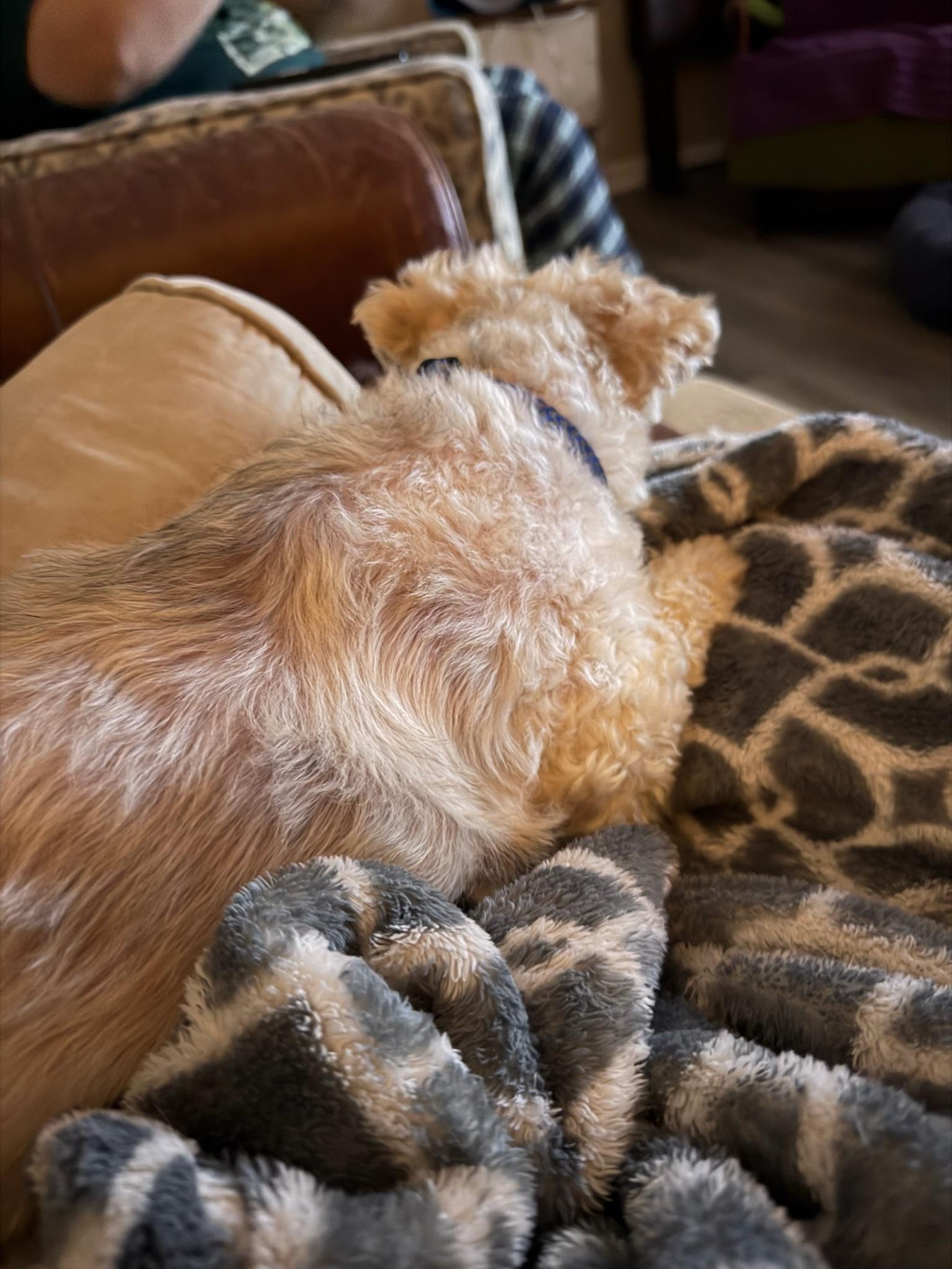 Enlarge Millen, a Adoptable Mixed Breed in Memphis, TN image 4/6