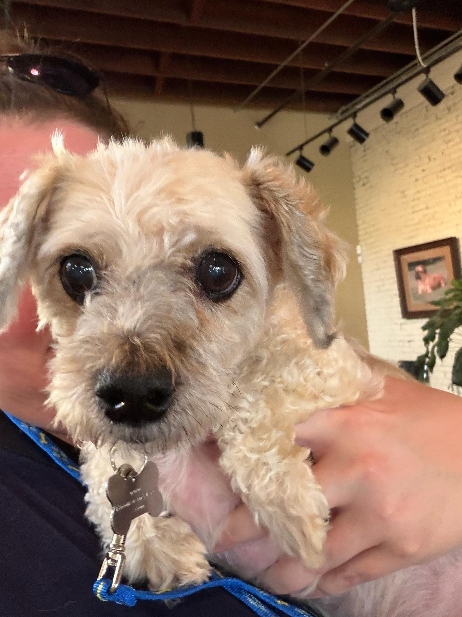 Enlarge Millen, a Adoptable Mixed Breed in Memphis, TN image 3/6