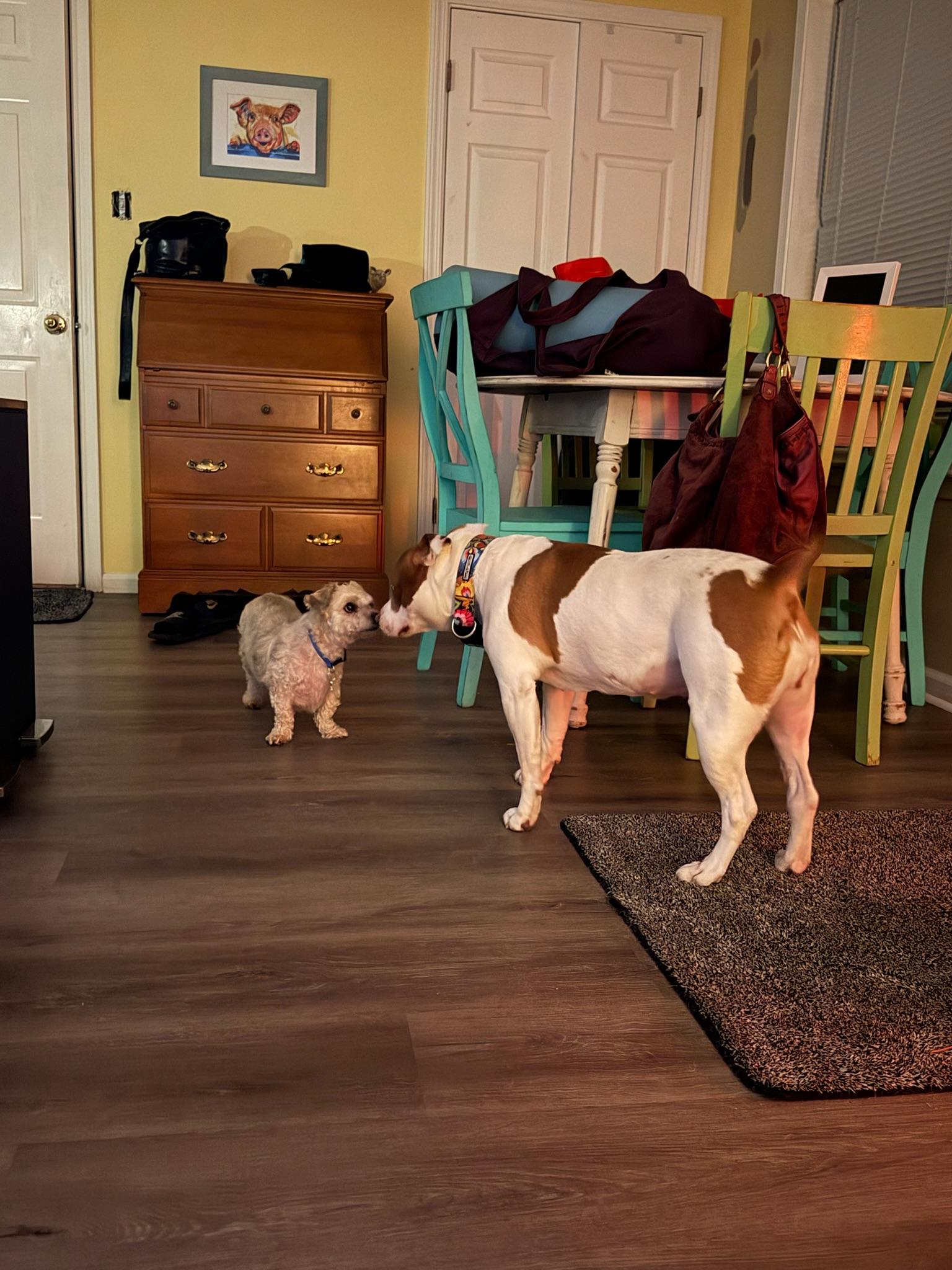 Enlarge Millen, a Adoptable Mixed Breed in Memphis, TN image 6/6