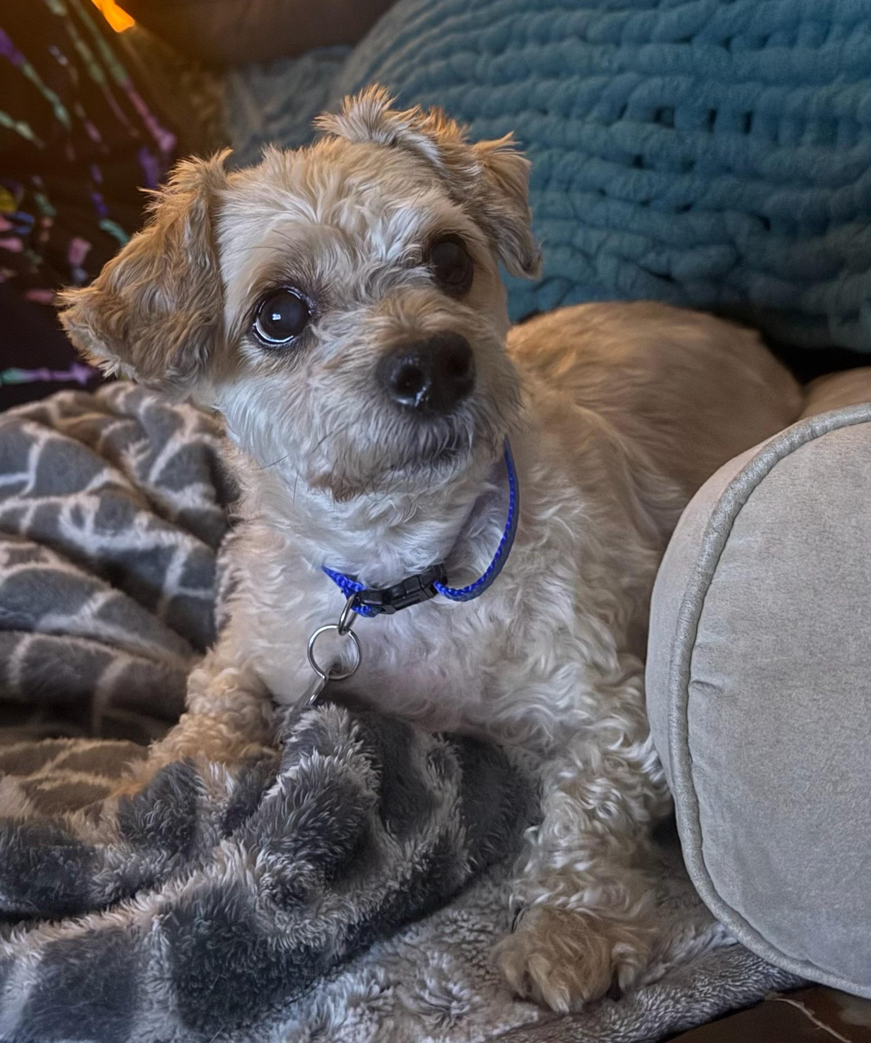 Enlarge Millen, a Adoptable Mixed Breed in Memphis, TN image 2/6