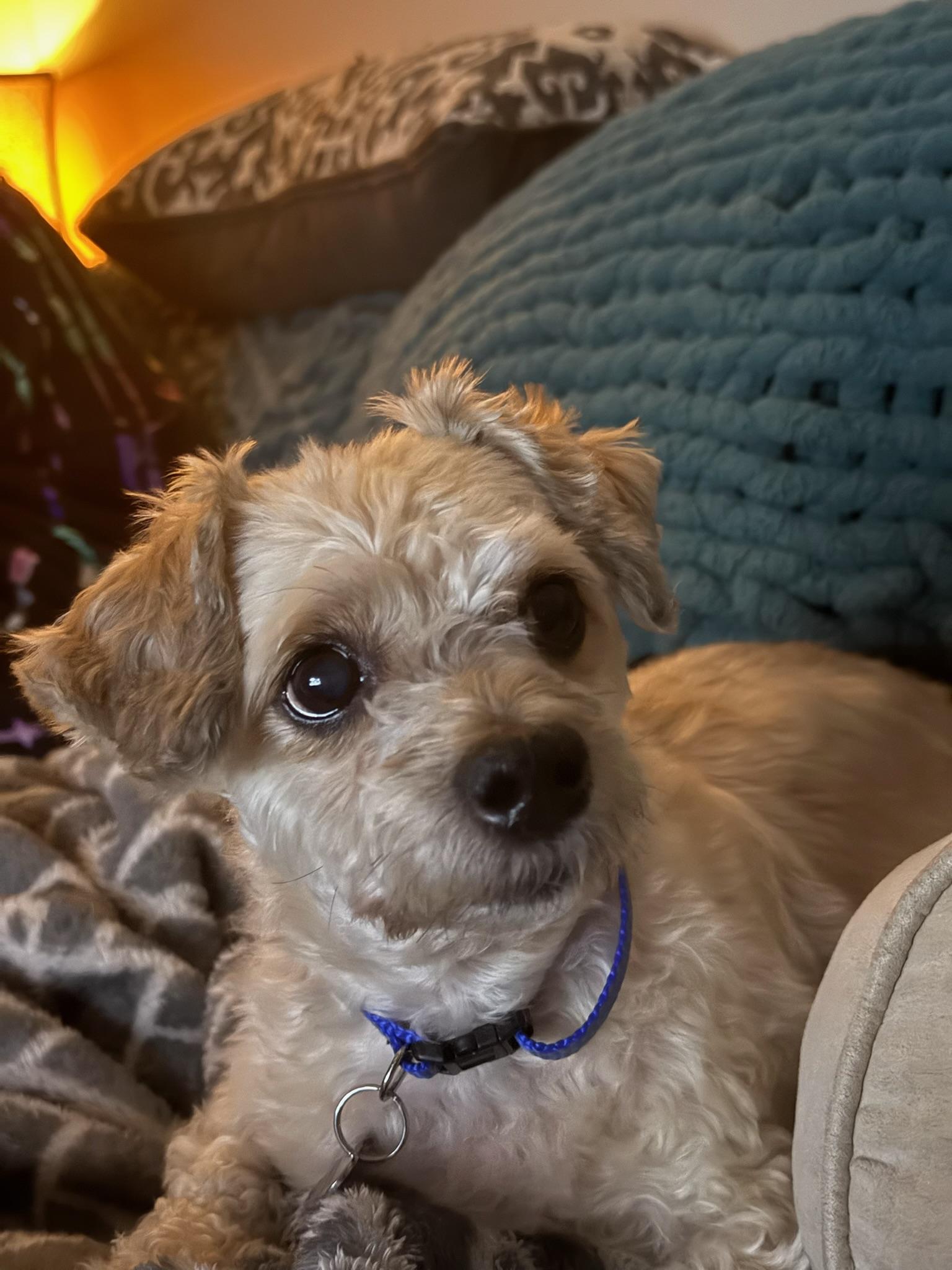 Enlarge Millen, a Adoptable Mixed Breed in Memphis, TN image 5/6