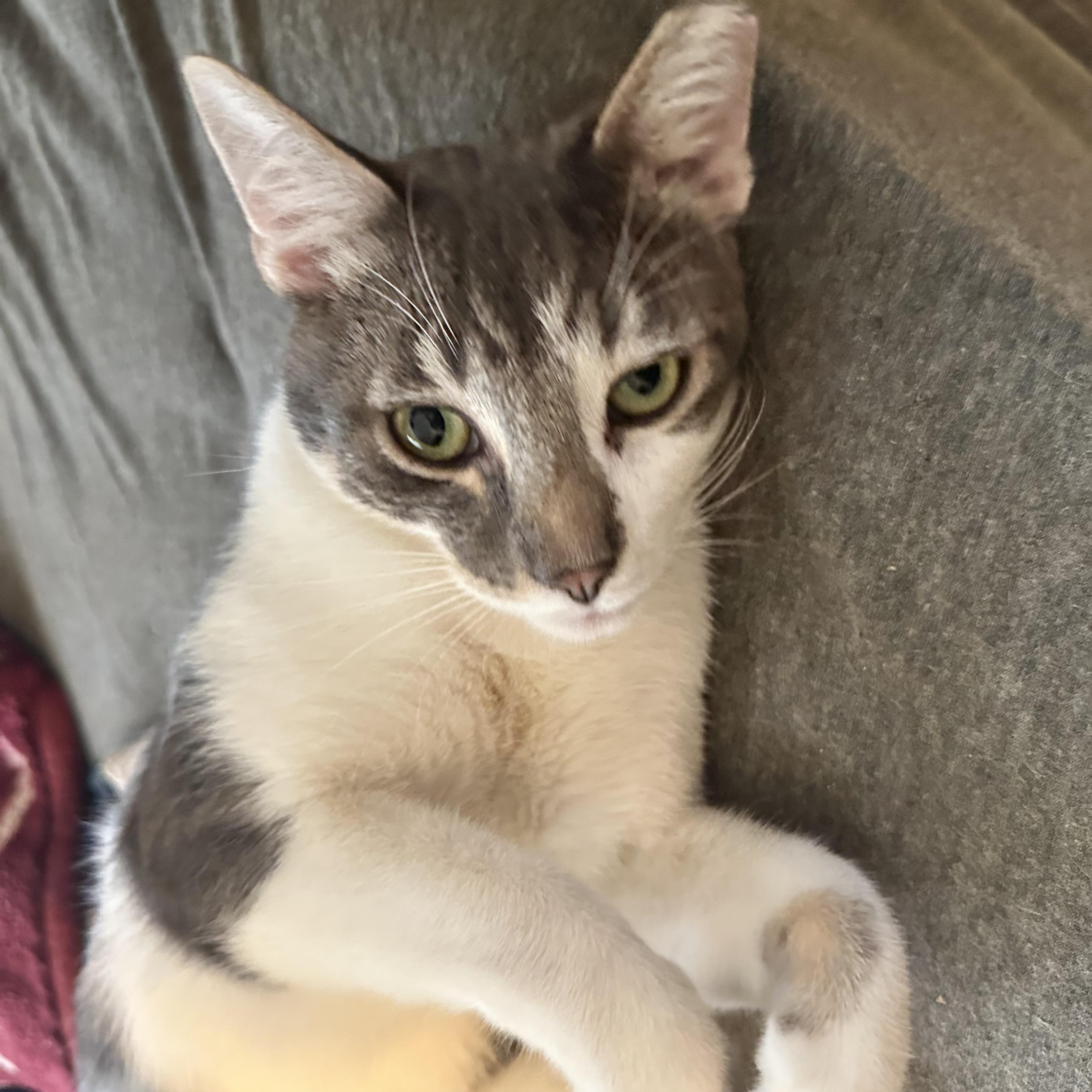 Enlarge Sage, a Adoptable Domestic Short Hair in Inglewood, CA image 1/4