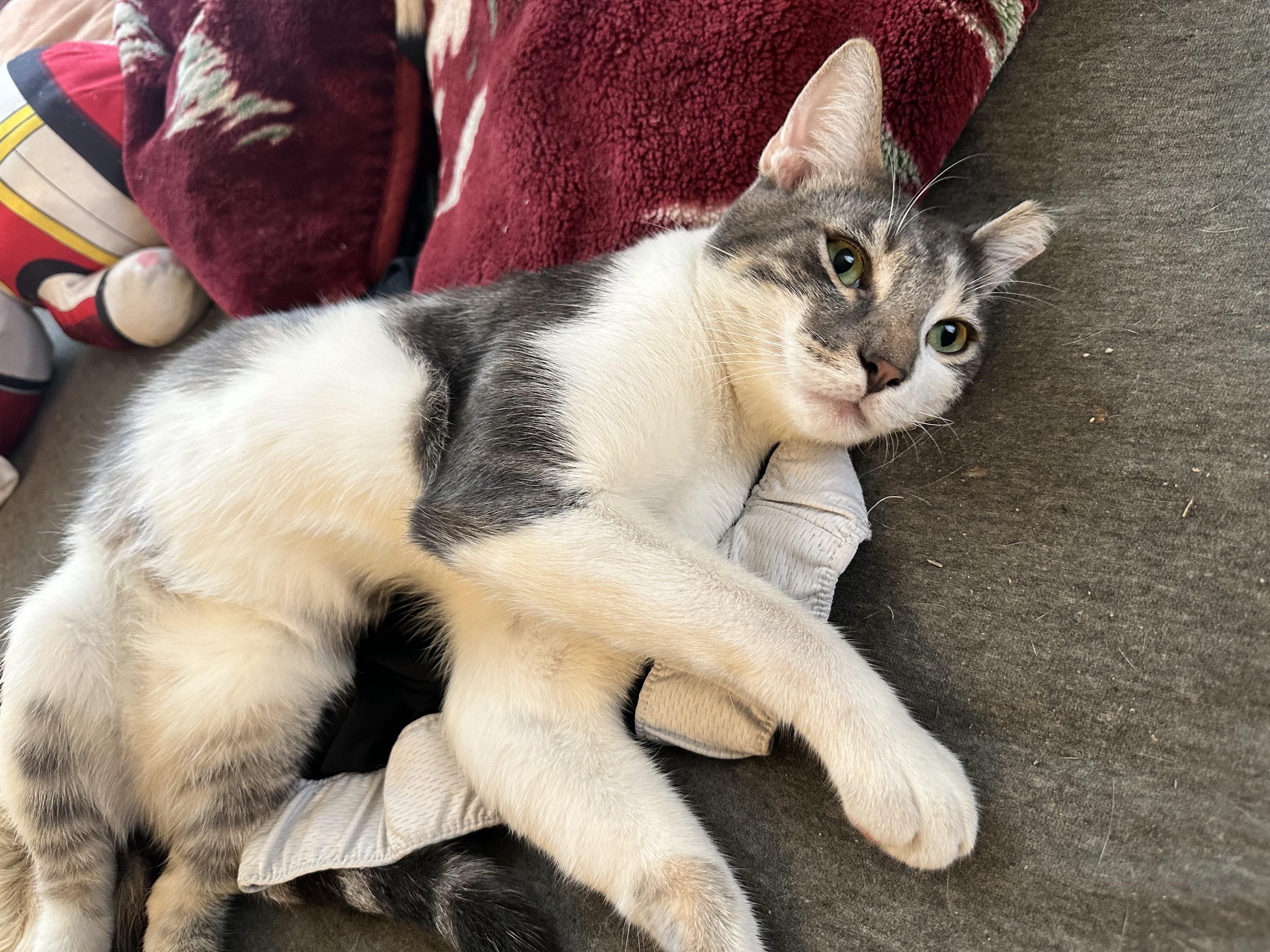 Enlarge Sage, a Adoptable Domestic Short Hair in Inglewood, CA image 2/4