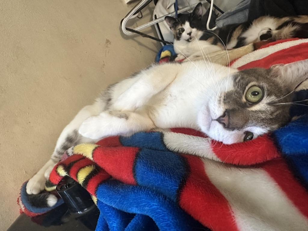 Enlarge Sage, a Adoptable Domestic Short Hair in Inglewood, CA image 1/2