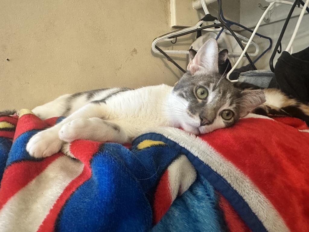 Enlarge Sage, a Adoptable Domestic Short Hair in Inglewood, CA image 2/2