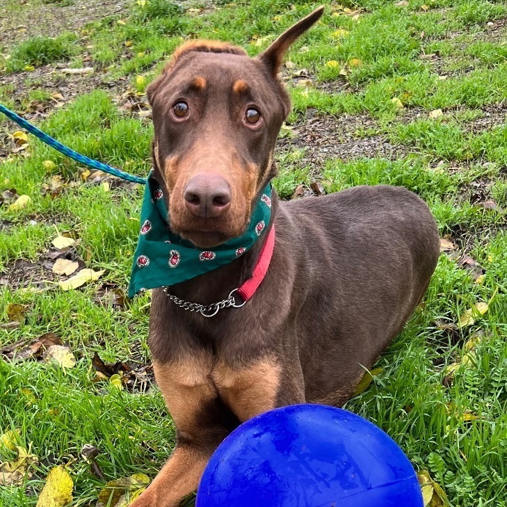 JULIUS, Adoptable, Young Male Doberman Pinscher.