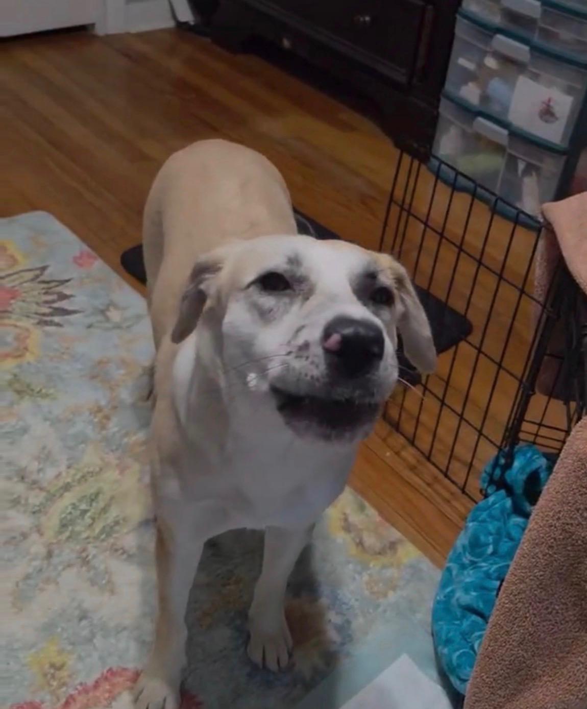 Enlarge Annabelle, a Adoptable mixed breed in Houston, TX image 5/5