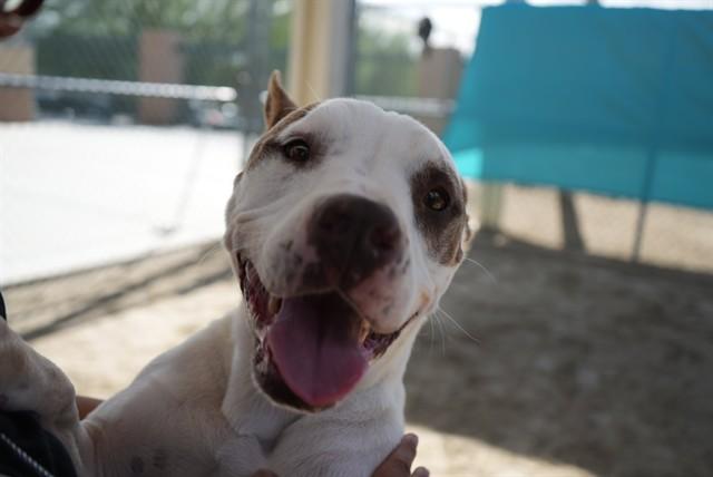 COCO, Adoptable, Adult Female Pit Bull Terrier.