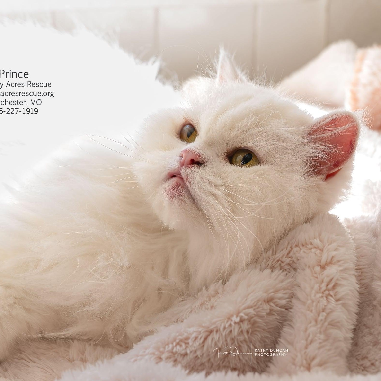 Prince photo
