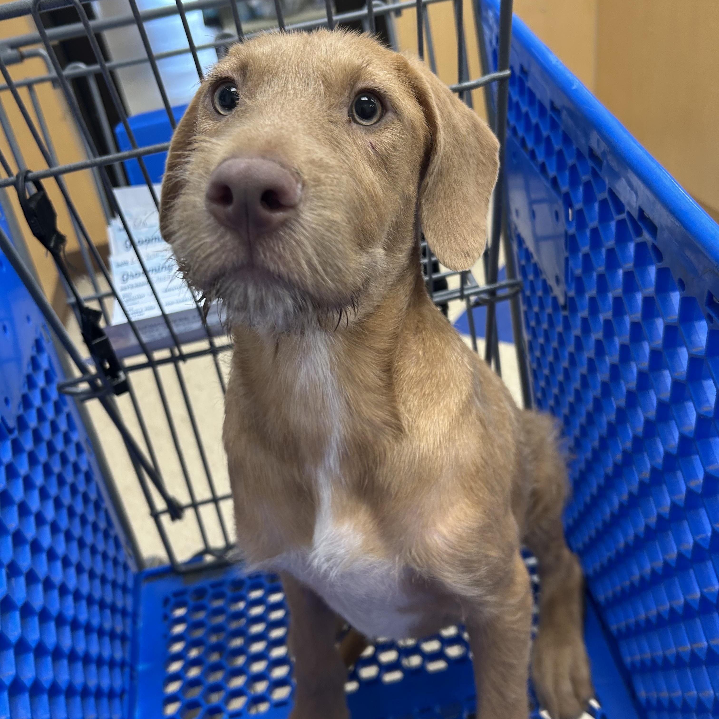 Kitt, adopted, Young Female Weimaraner.