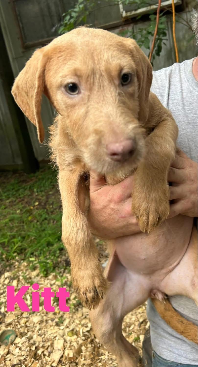 Kitt, an adopted mixed breed in Pine Bluff, AR image 2/5