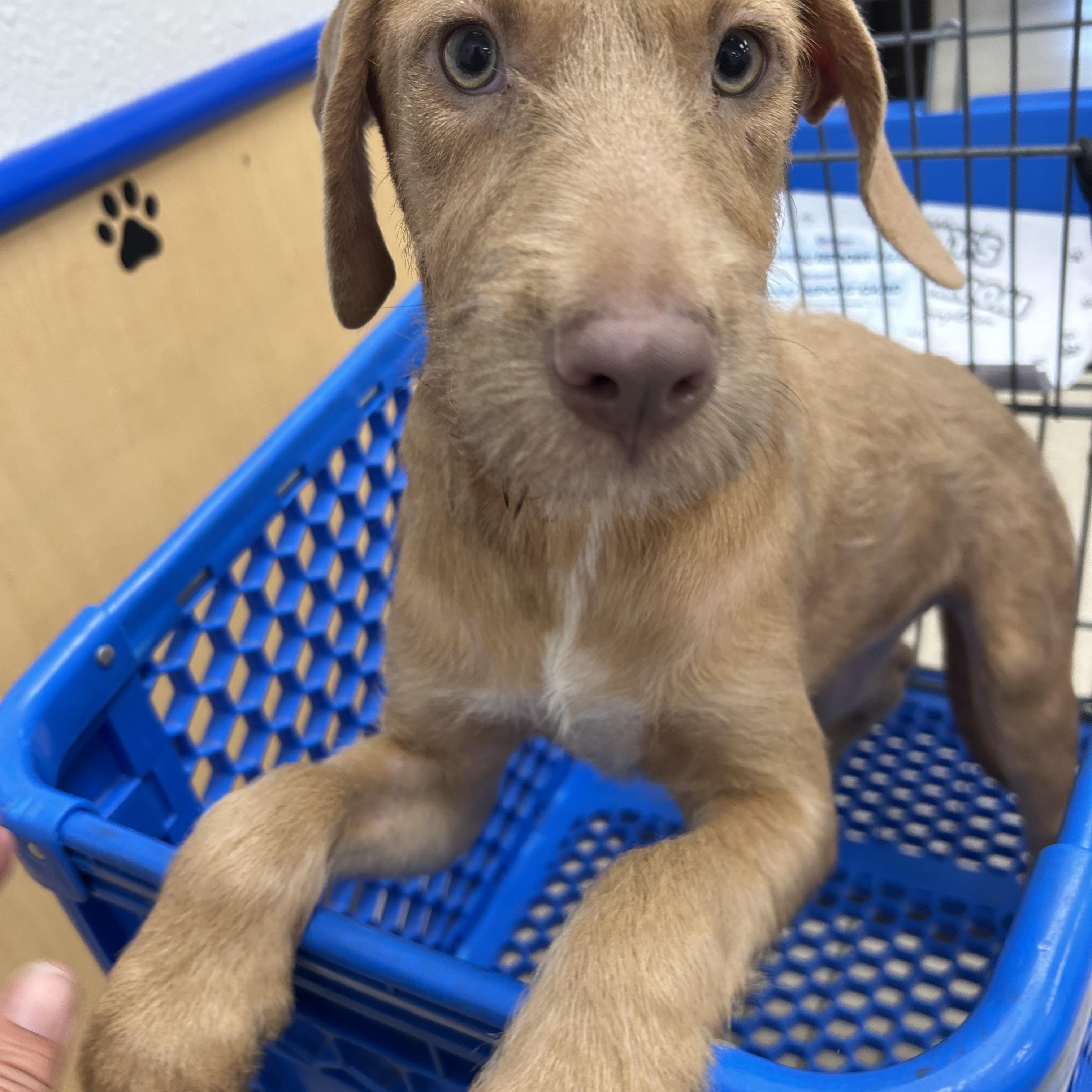 Kitt, an adopted mixed breed in Pine Bluff, AR image 3/5