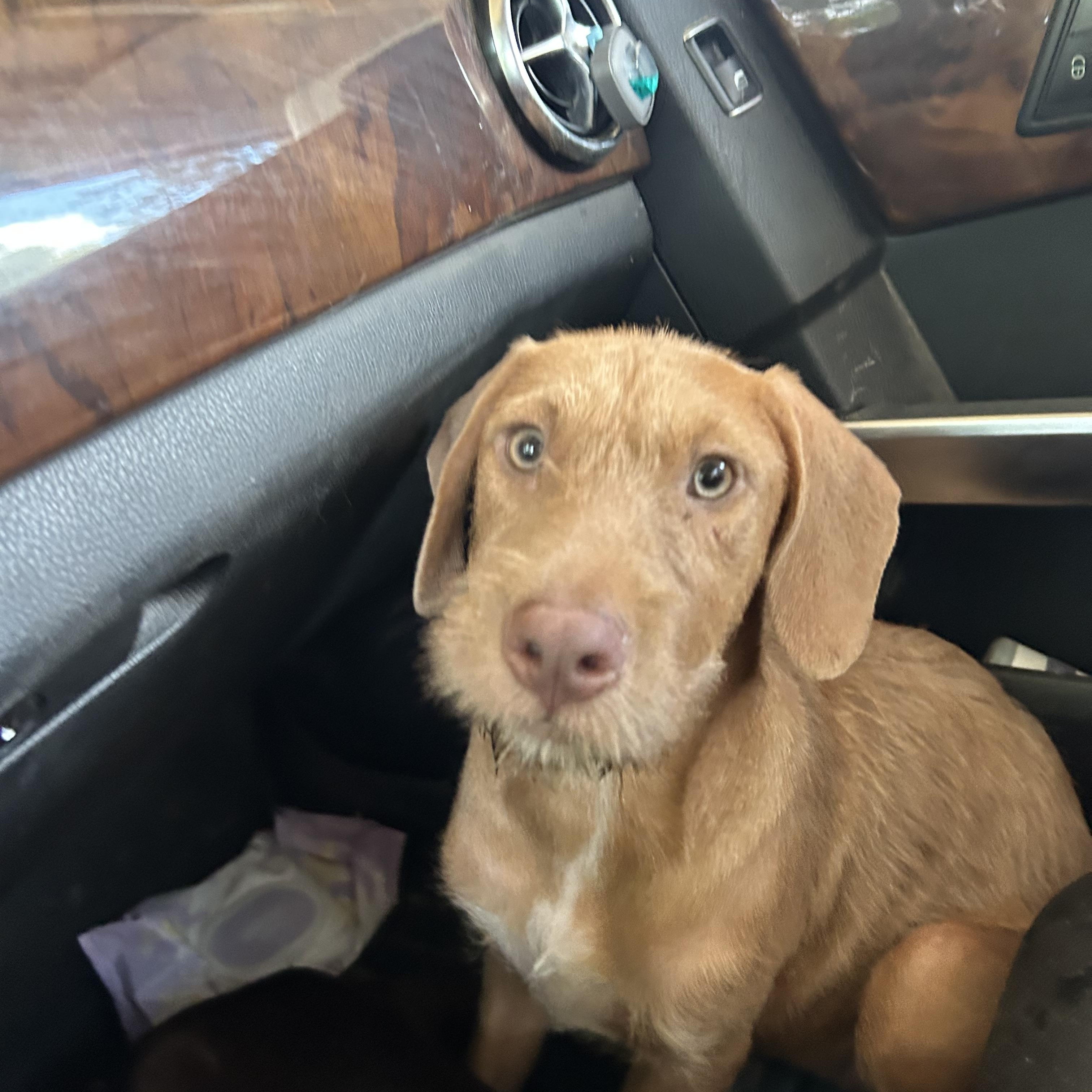 Kitt, an adopted mixed breed in Pine Bluff, AR image 4/5