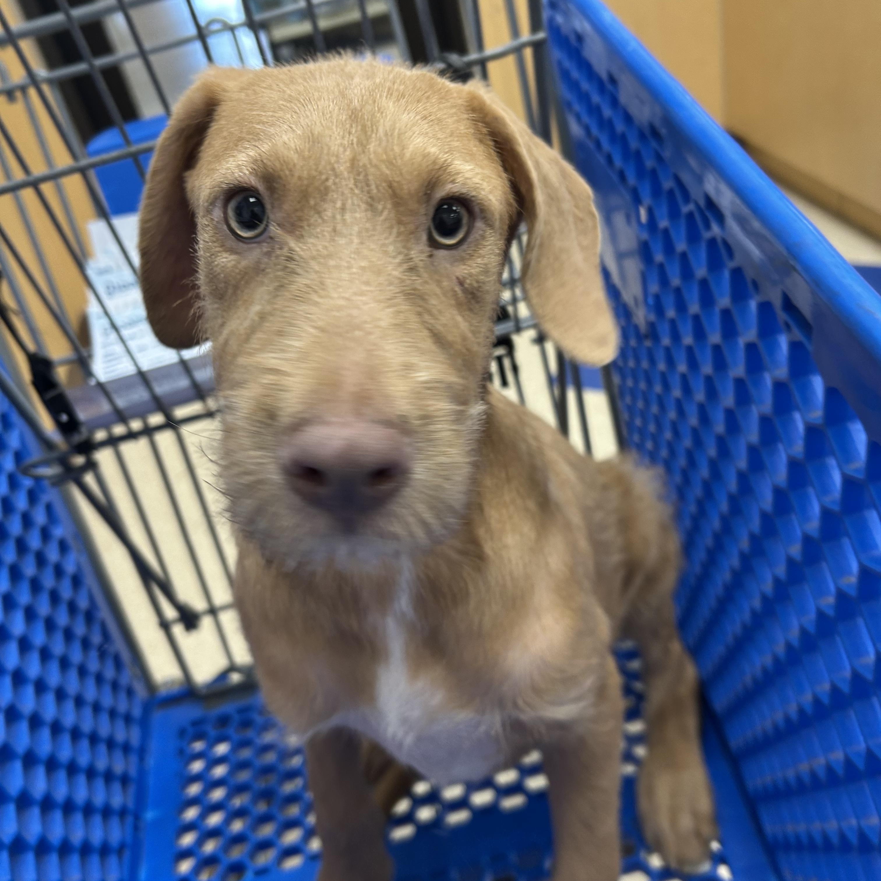 Kitt, an adopted mixed breed in Pine Bluff, AR image 5/5