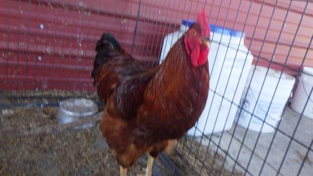 A228288, Adoptable, Adult Male Chicken.