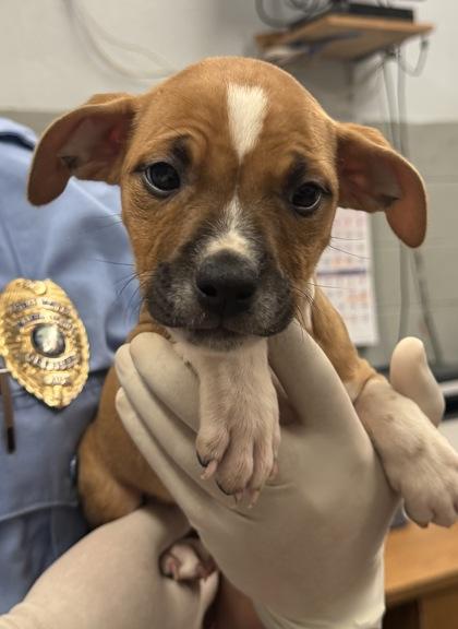 Sleepy, Adoptable, Puppy Female Pit Bull Terrier & Mixed Breed.