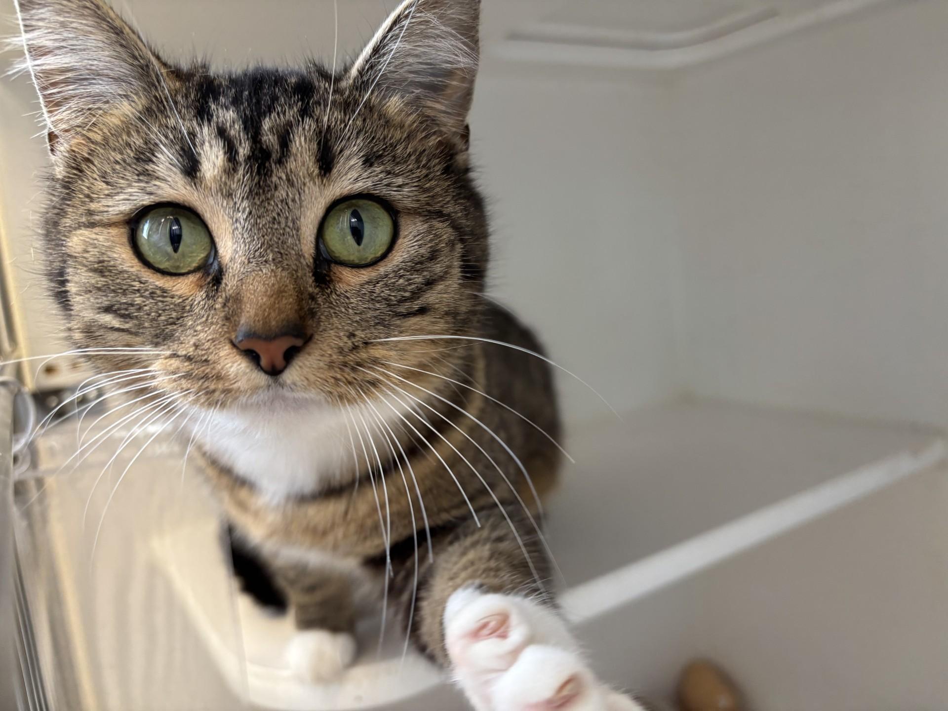 Enlarge Sparkle, an adoptable mixed breed in Grants Pass, OR image 1/3