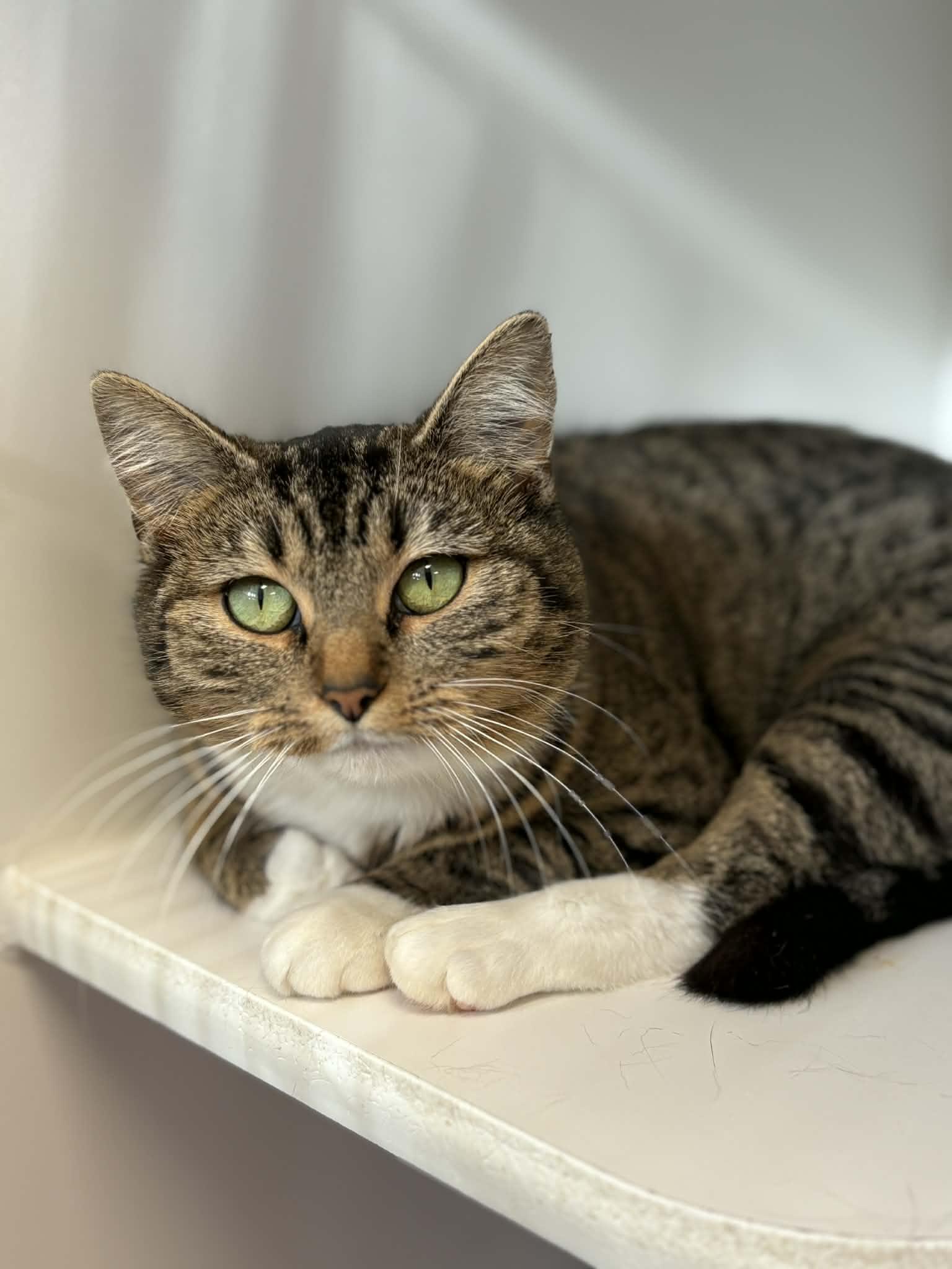 Enlarge Sparkle, an adoptable mixed breed in Grants Pass, OR image 2/3