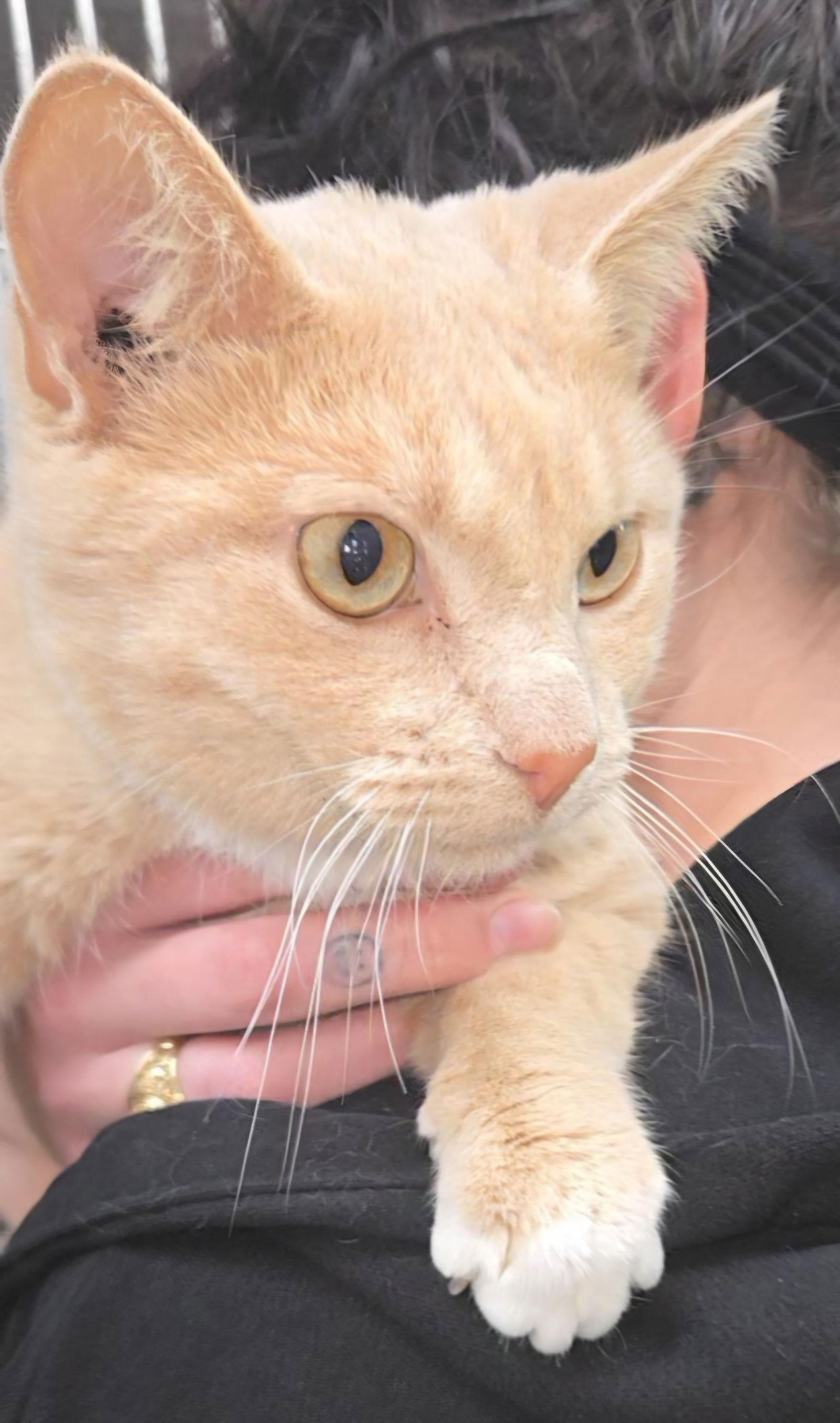 Enlarge Noel, a Adopted mixed breed in Magnolia Springs, AL image 1/3