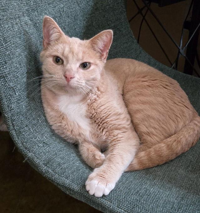 Enlarge Noel, a Adopted mixed breed in Magnolia Springs, AL image 2/3