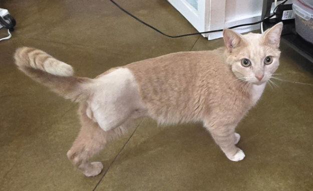 Enlarge Noel, a Adopted mixed breed in Magnolia Springs, AL image 3/3