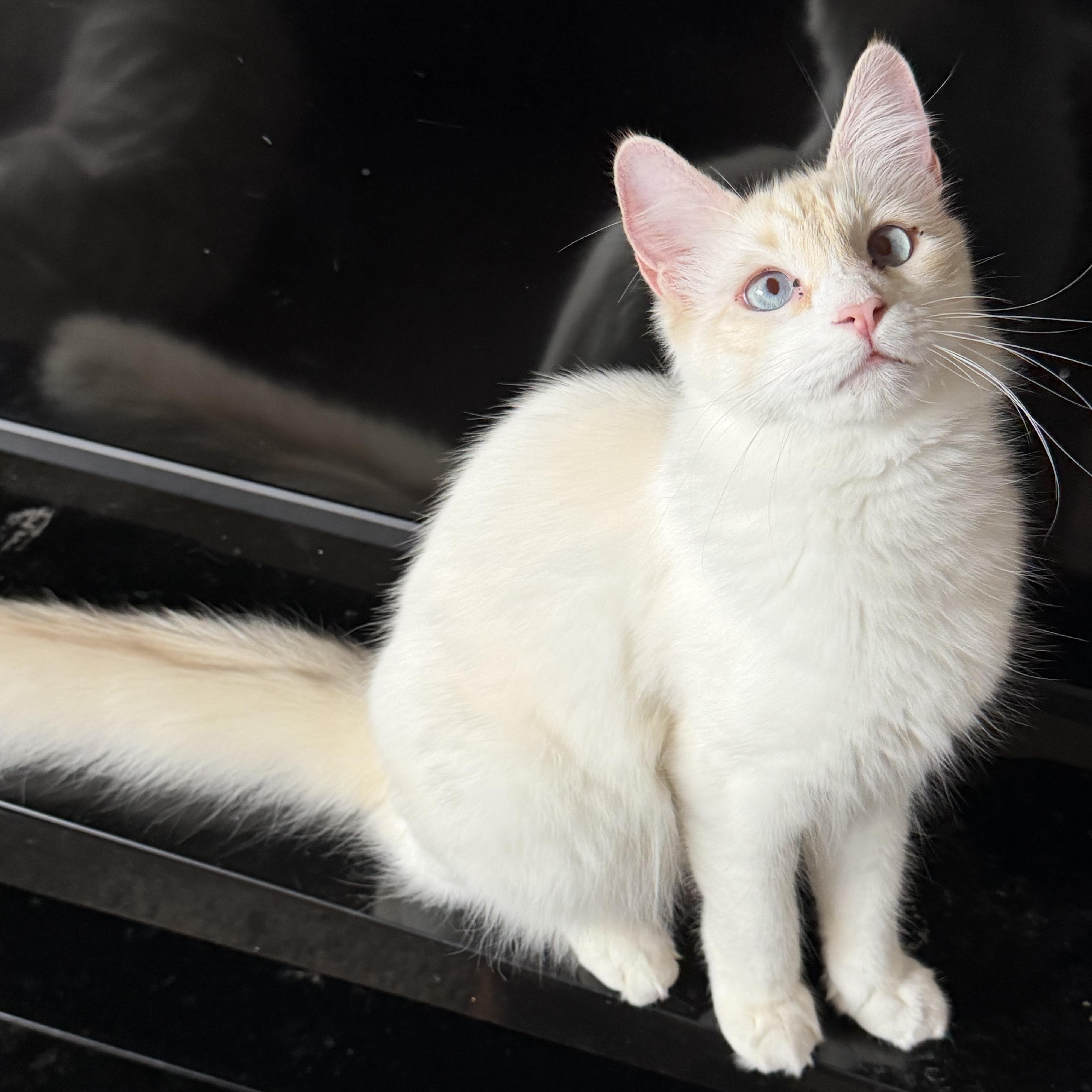 Leo M, a Adoptable Siamese in Glendora, CA image 3/4