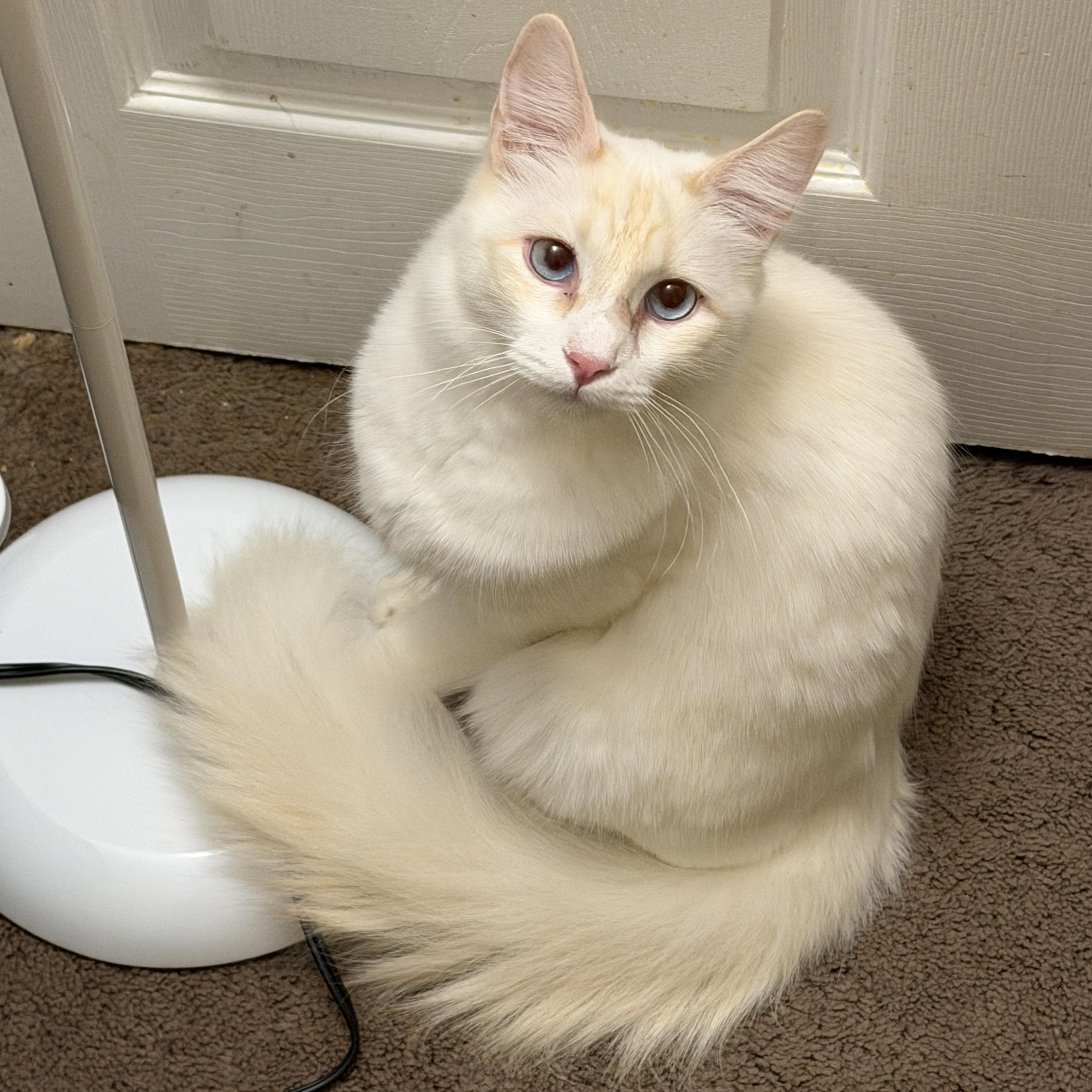 Leo M, a Adoptable Siamese in Glendora, CA image 2/4